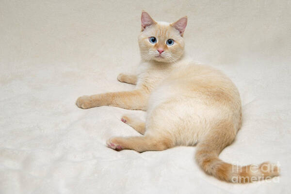 Blue Eyes Poster featuring the photograph Flame Point Siamese Cat #7 by Amy Cicconi