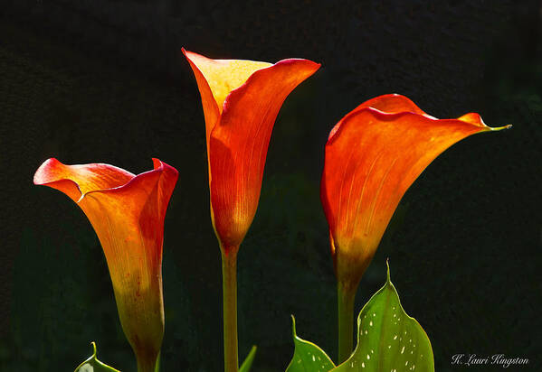 Flame Calla Poster featuring the photograph Flame Calla Lily Flower by K L Kingston