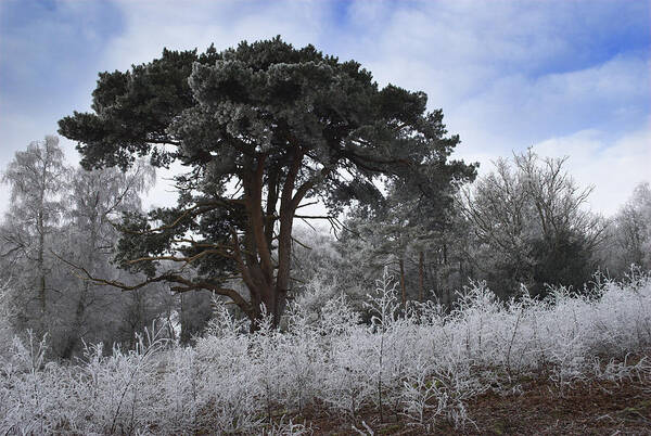 Hoar Poster featuring the photograph Hoar Frost by Hazy Apple