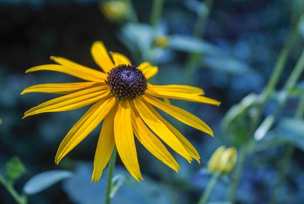 Black-eyed Susan Poster featuring the photograph In My Garden by Arlene Carmel