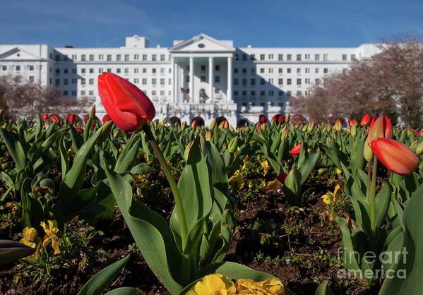 Photography Poster featuring the photograph Red Tulip at the Greenbrier by Laurinda Bowling