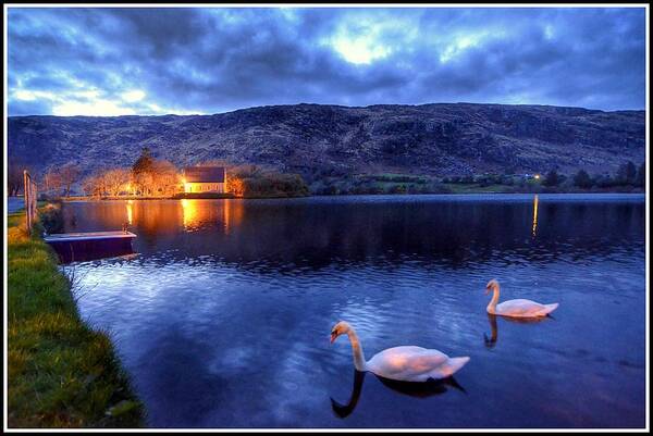 Swans Poster featuring the photograph Swans At Gougane Barra by Joe Ormonde