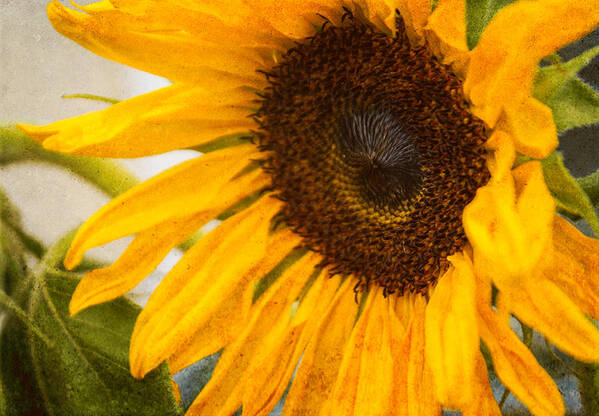 Sunflower Poster featuring the photograph Thoughts Of Autumn by Arlene Carmel