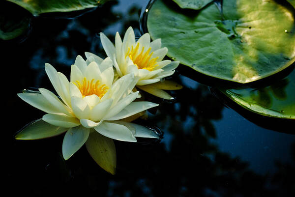  New Jersey Poster featuring the photograph White Water Lilies by Louis Dallara