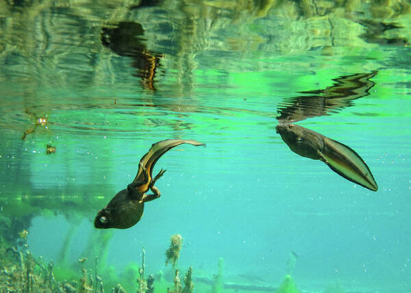 Tadpoles Poster featuring the photograph Bullfrog Tadpoles by Kyle Findley