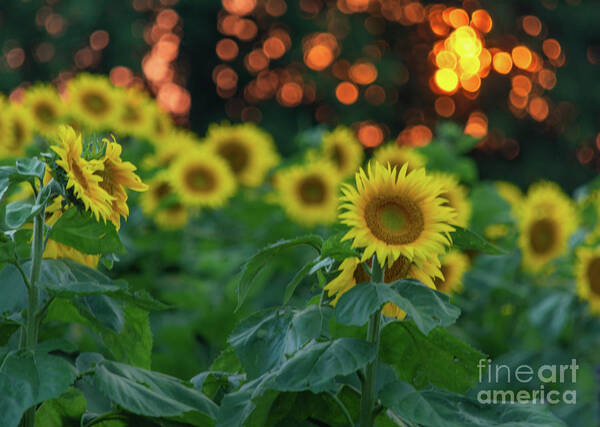 Sunflowers Poster featuring the photograph Sunflowers at Sunset by Amfmgirl Photography