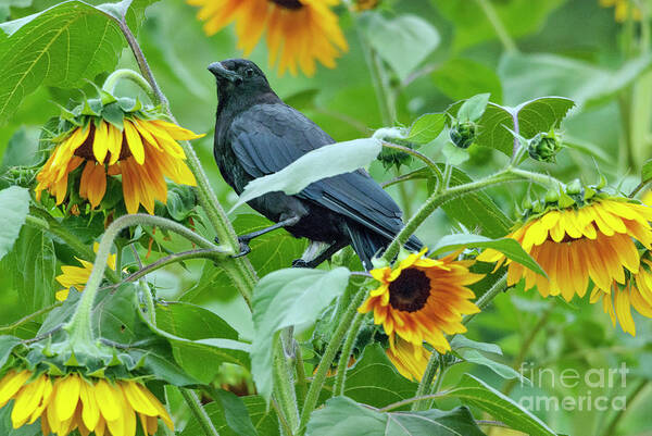 Animal Poster featuring the photograph Crow in Sunflowers by Kristine Anderson