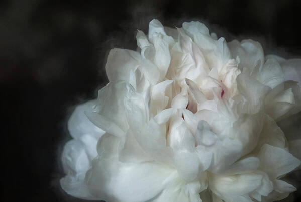 Peony Poster featuring the photograph Frothy Peony by Connie Carr