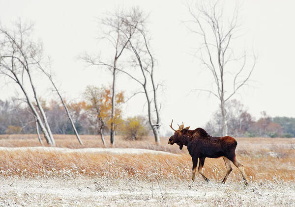 Moose Poster featuring the photograph Moosing Around - Bull Moose wandering through ND snow dusted autumn prairie scene in ND by Peter Herman