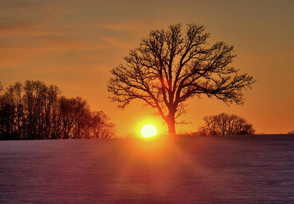 Oak Poster featuring the photograph OakSet - winter WI sunset behind a solitary oak tree by Peter Herman