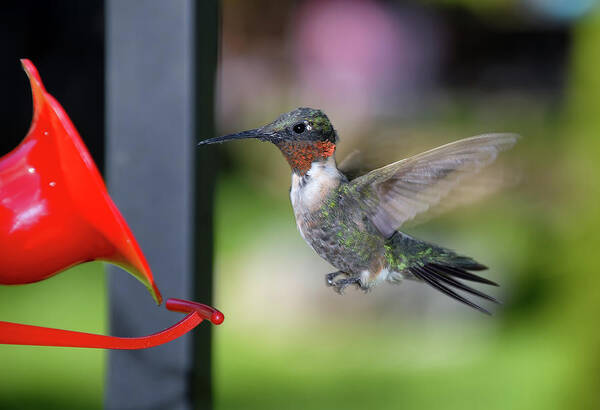 Hummingbird Poster featuring the photograph Ruby Red Throat Hummingbird by Jim Vallee