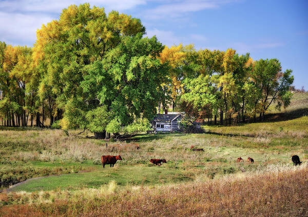 Abandoned Poster featuring the photograph The Old Buchta Place - abandoned homestead on ND prairie with Simmental cattle grazing by Peter Herman