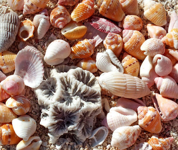 Duane Mccullough Poster featuring the photograph Sea Shells Upclose 5 by Duane McCullough