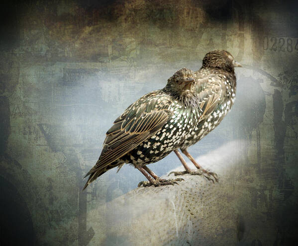 Starlings Poster featuring the photograph Curb Your Enthusiasm by Barbara White