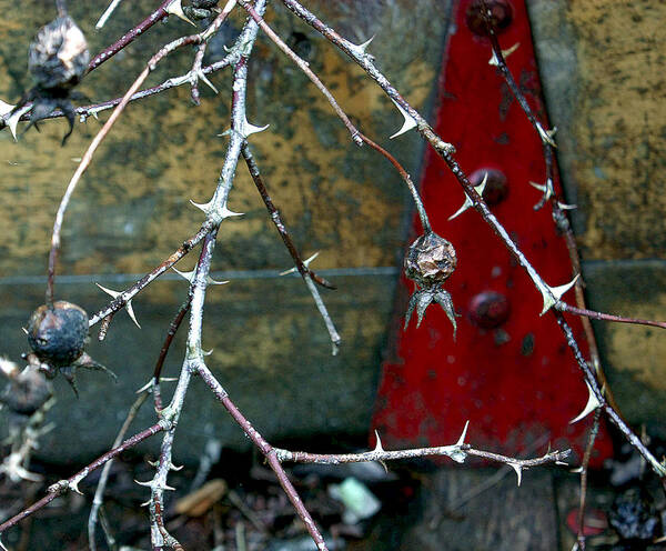 Thorns Poster featuring the photograph Thorns and Red Triangle by Barbara White