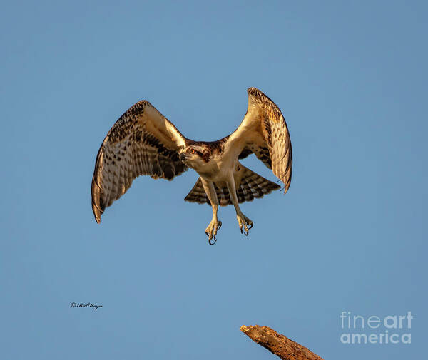 Osprey Poster featuring the photograph Time To Fly by DB Hayes