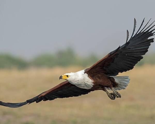 Africa Poster featuring the photograph African Fish Eagle by Tony Camacho/science Photo Library