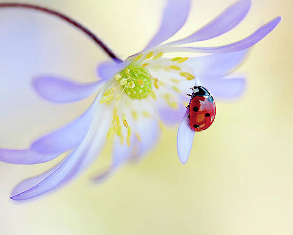 Ladybird Poster featuring the photograph Anemone Lady by Jacky Parker