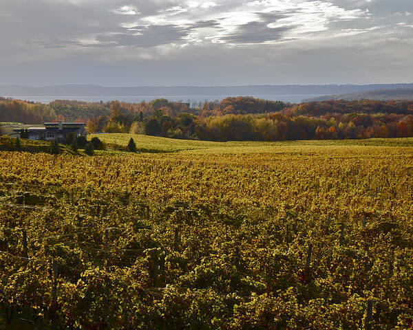 Vineyard Poster featuring the photograph Autumn On Old Mission Peninsula by Owen Weber