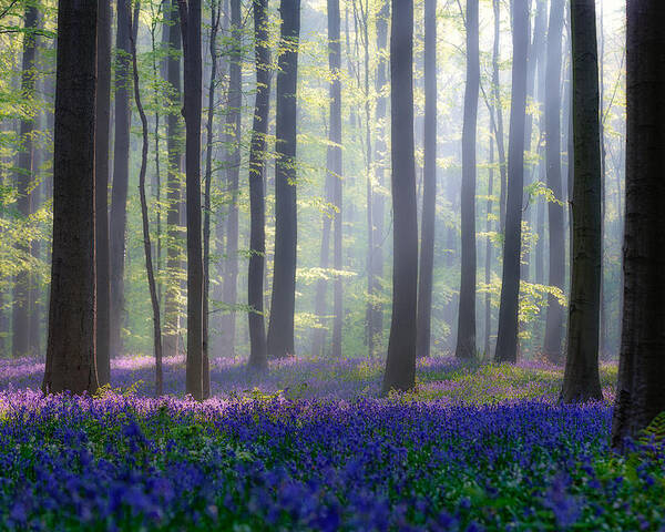 Landscape Poster featuring the photograph Bluebells by Adrian Popan
