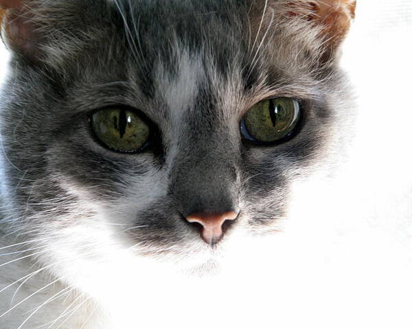 Feline Poster featuring the photograph Gray Cat with Green Eyes by Valerie Collins