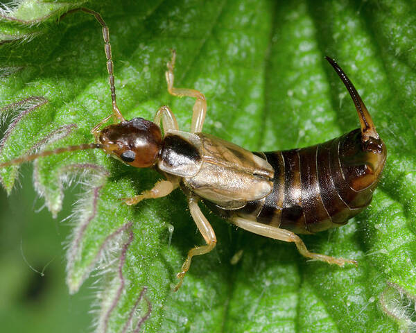 Insect Poster featuring the photograph Common Earwig by Nigel Downer