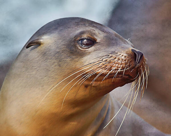 Sea Lion Poster featuring the photograph Demure by Leda Robertson