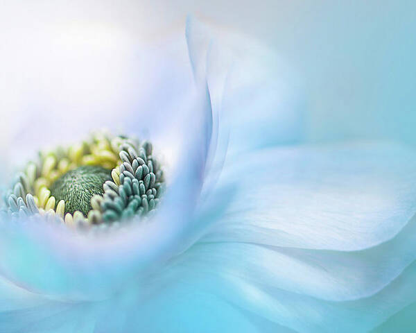 Anemone Poster featuring the photograph Flow by Jacky Parker