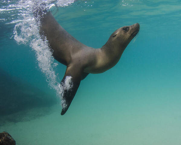 Pete Oxford Poster featuring the photograph Galapagos Sea Lion Swimming Ecuador by Pete Oxford