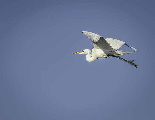  Poster featuring the photograph Great Egret In Flight by Thomas Young