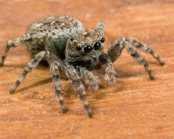 Arachnid Poster featuring the photograph Jumping Spider by Nigel Downer