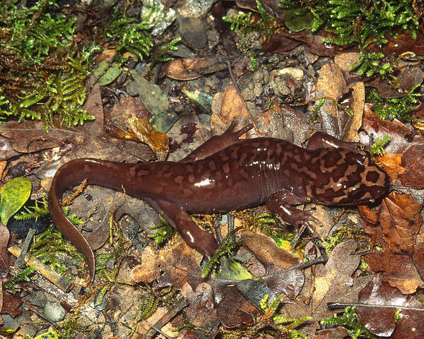 Amphibia Poster featuring the photograph Pacific Giant Salamander by Karl H. Switak