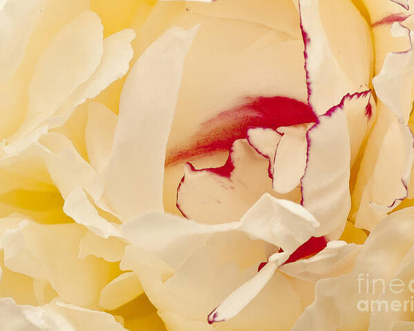 Flower Poster featuring the photograph Peony by Steven Ralser