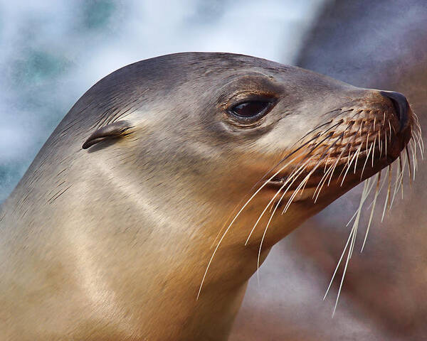 Sea Lion Poster featuring the photograph Poise by Leda Robertson
