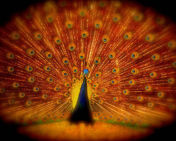 Peacock Poster featuring the photograph Spread Em Peacock by Eye Olating Images