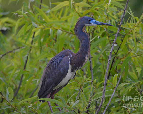 Tri-colored Heron Poster featuring the photograph 13- Tri-Colored Heron by Joseph Keane