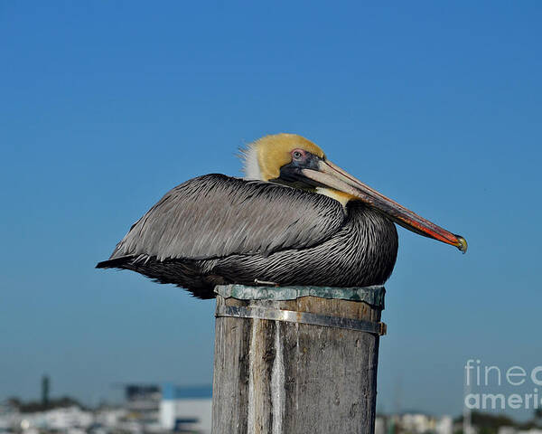 Pelican Poster featuring the photograph 18- Brown Pelican by Joseph Keane