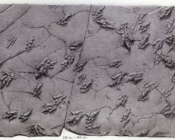 Amherst Poster featuring the photograph 1858 Dinosaur Tracks Ichnology Hitchcock by Paul D Stewart