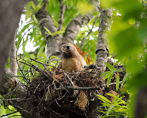 Red Shouldered Hawk Poster featuring the photograph Adult Red Shouldered Hawk by Jai Johnson