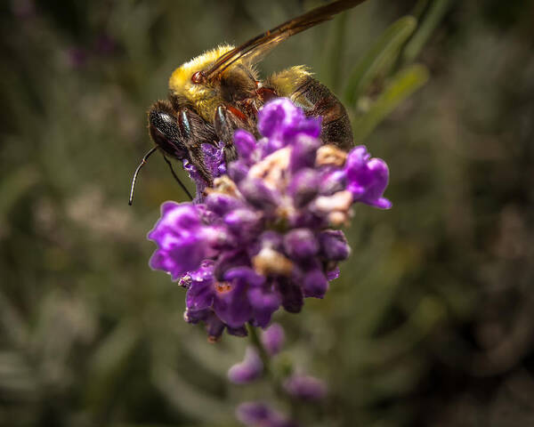 Flower Poster featuring the photograph Carpenter Bee on a Lavender Spike by Ron Pate