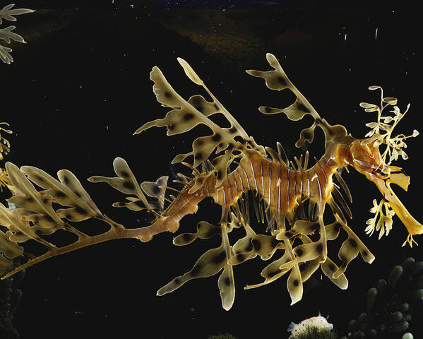Actinopterygii Poster featuring the photograph Leafy Sea Dragon by Paul Zahl