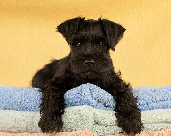 Dog Poster featuring the photograph Miniature Schnauzer Puppy by John Daniels