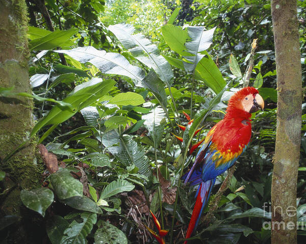 Full Length Poster featuring the photograph Scarlet Macaw by Art Wolfe