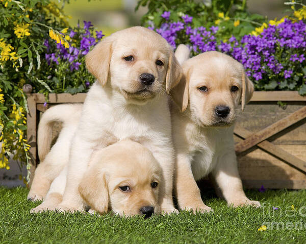 Yellow Lab Puppies For Sale Available Now In Ohio USA