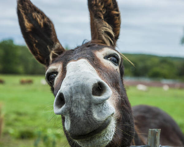 3-animal-personalities-friendly-quirky-donkey-face-close-up-jani-bryson.jpg