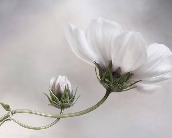 White Poster featuring the photograph Cosmos by Mandy Disher