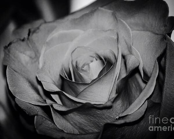 Black And White Rose Poster featuring the photograph Rose by Deena Withycombe