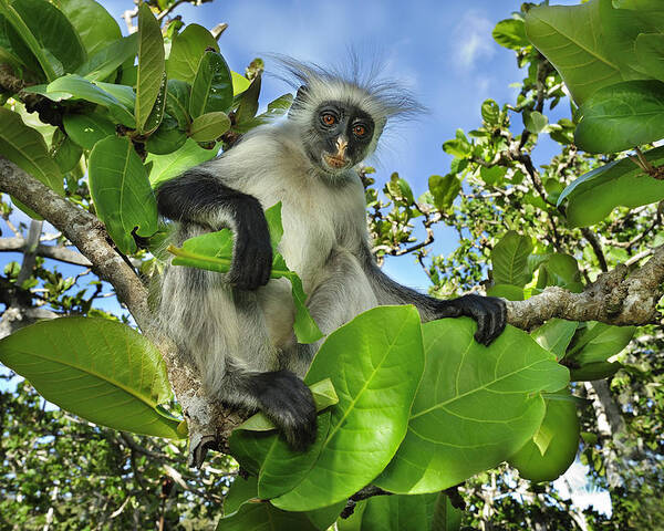 Thomas Marent Poster featuring the photograph Zanzibar Red Colobus In Tree Jozani by Thomas Marent
