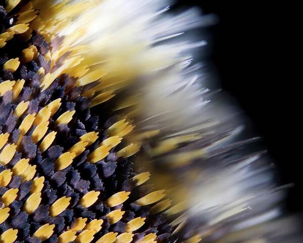 Light Micrograph Poster featuring the photograph Butterfly Wing Scales by Petr Jan Juracka