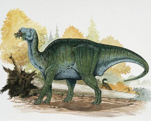 Colour Image Poster featuring the photograph Dinosaur Eating A Leaf by Deagostini/uig/science Photo Library